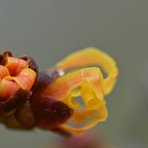 zaubernuss2