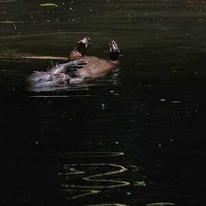 Otter - bearbeitet von Bernd