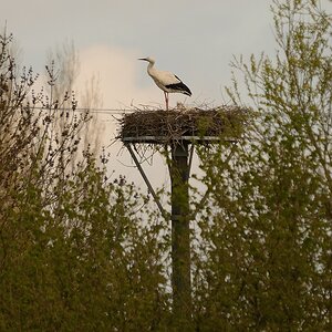 3001717Axl
D300s mit BIGMA, 500mm, Einbeinstativ; Entfernung rund 200m