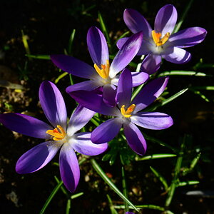 Krokusse
