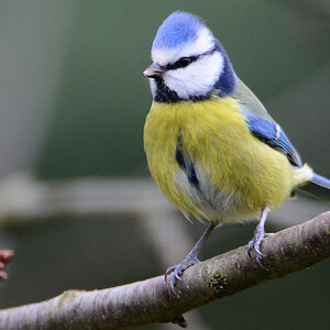 Blaumeise