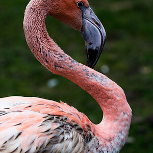 mein Name ist Flamingo
