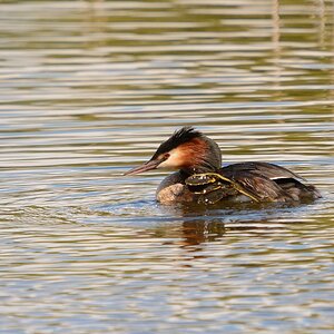 3001850Axl
D300s, BIGMA, 500mm, 1/800s, Bl. 8, Einbeinstativ, Entfernung rund 50m