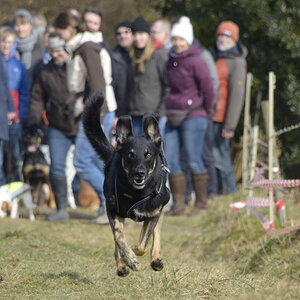 Unsere Kara beim Hunderennen