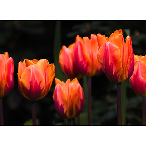Tulpen