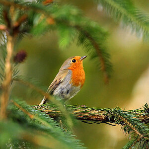 Rotkehlchen, Tamron 150-600