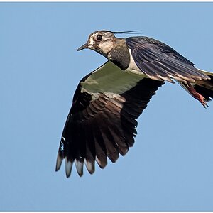 D75 5223 Flugstudie XIV CP 5 2016