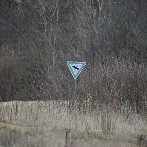 Schild