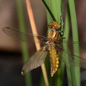 DSC 3552