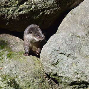 Scharfer Beobachter