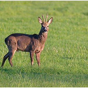 D71 3755 aufmerksamer Rehbock I 4 2016
