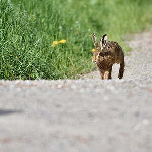 Hase 042016 3