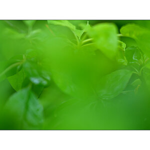 RegenPZ1 3996