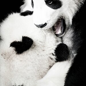 comp Panda (41 von 1) end