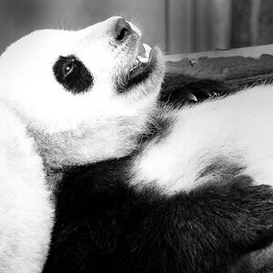 comp Panda (43 von 1) viv