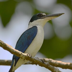 Brustband-Eisvogel, Thailand (Khao Lak)