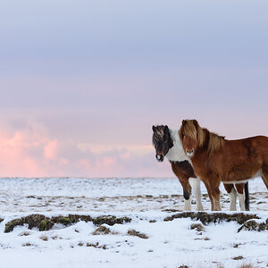 Islandpferde im Schnee 20160227 084250 island 2016