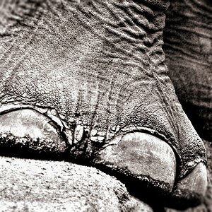 Elephant Part2