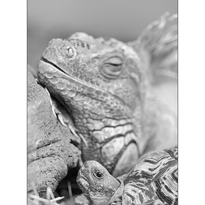 ZooPZ1 3804