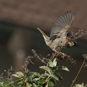 Spatz 1