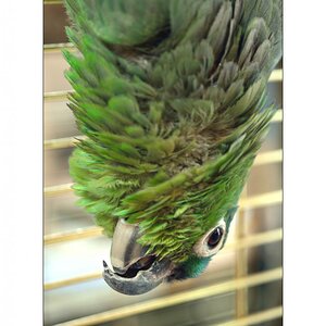 ZooPZ1 3735