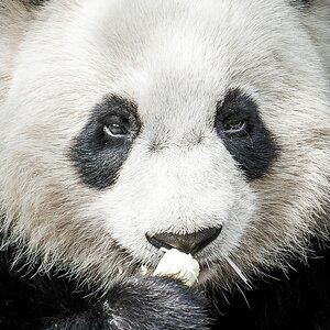 comp Panda (39 von 1)