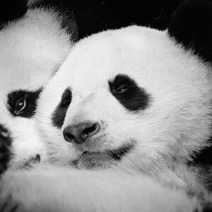 comp Panda (40 von 1)