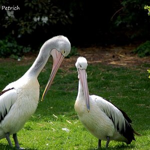 Pelikane
