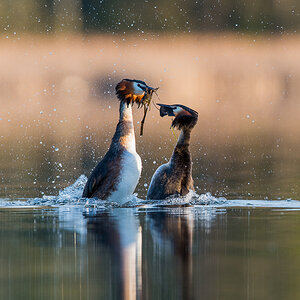 Haubentaucher 2