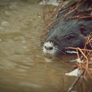 comp nutria
