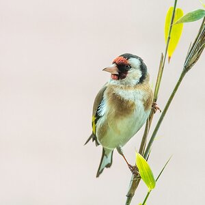 G001355c