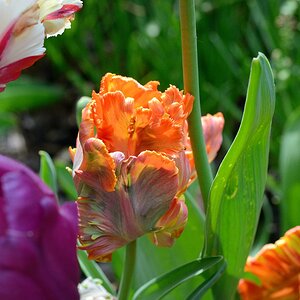 Tulpen