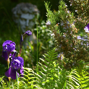 DSC 1725 Iris