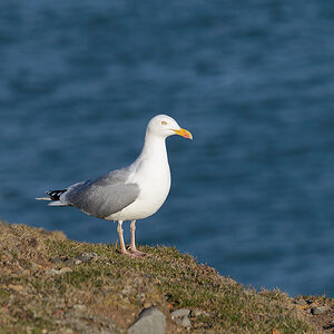 Mull of Galloway Schottland 2016