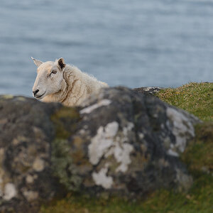 Schaf Schottland 2016