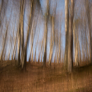 Buchenwald abstrakt