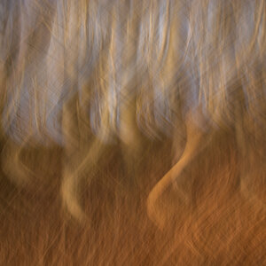 Buchenwald abstrakt
