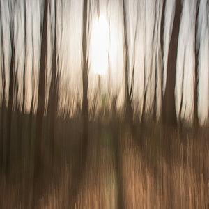 Buchenwald abstrakt