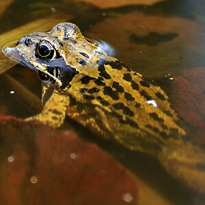 DSC 5641 Frog