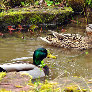 DSC 5652 Ente