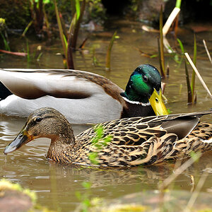 DSC 5672 Ente