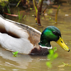 DSC 5675 Ente