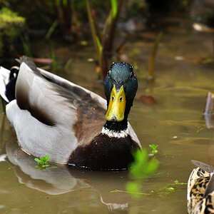 DSC 5677 Ente