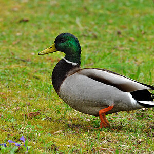 DSC 5690 Ente