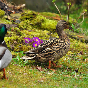 DSC 5696 Ente
