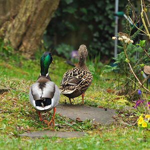 DSC 5699 Ente