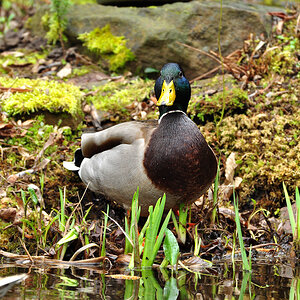 DSC 5714 Ente