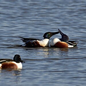 2016 05892
