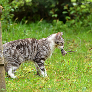DSC 1298 Katze
