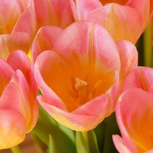 Tulpen